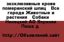 эксклюзивные крови-померанский шпиц - Все города Животные и растения » Собаки   . Ненецкий АО,Верхняя Пеша д.